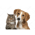 Kedi & Köpek Aksesuarları