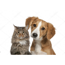 Kedi & Köpek Aksesuarları